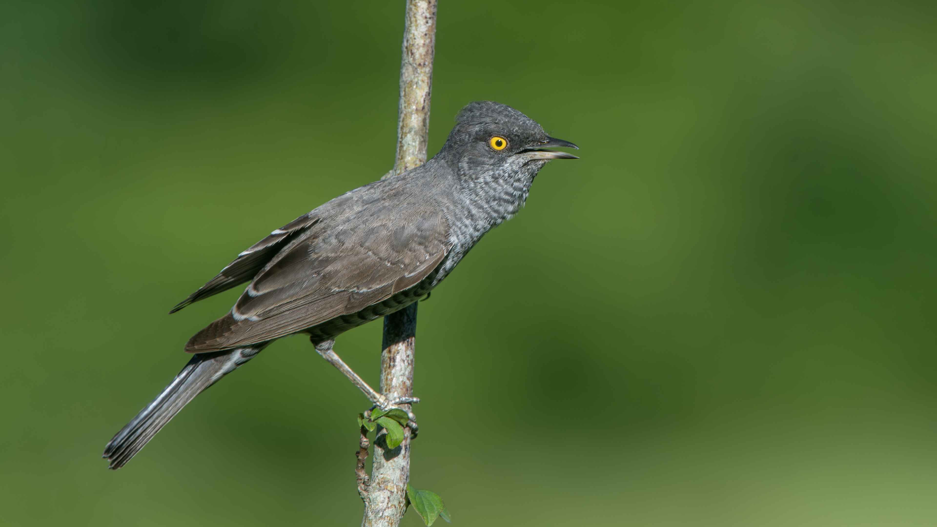 Barred Warbler